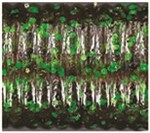 Yamamoto Smoke/black/red/green/orange Hula Grub Fishing Bait 10 Pack 5 at  OutdoorShopping