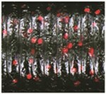 Watermelon With Black And Red Flake