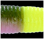 Rainbow Trout 317 tail