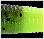 Green Pumpkin/Watermelon with 317 tail