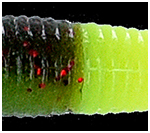 Green Pumpkin with Small Red / 042J 317 tail