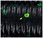 Blue Black with Chartreuse