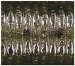 Green Pumpkin Pepper