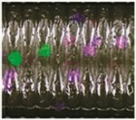 Green Pumpkin with Large Green & Purple