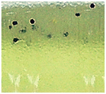 305 Hologram Gold Black