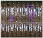 Cinnamon Brown With Large Black And Large Purple