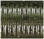 Green Pumpkin/Watermelon