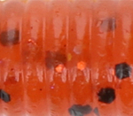 Fire Craw