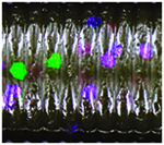 NF/LARGE GREEN PURPLE