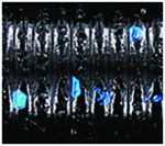 BLACK W/ LARGE BLUE FLAKE