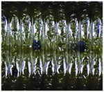 GREEN PUMPKIN/BLACK FLAKE