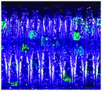 PURPLE W/EMERALD FLAKE