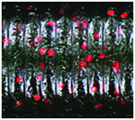 WATERMELON/BLACK & RED