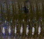 BLUE CRAW