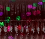 PLUM CANDY