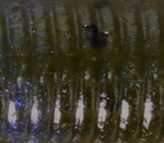Blue Craw