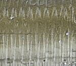 Tennessee Shad