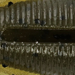 Green Pumpkin with Black Flakes