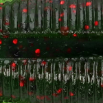 Watermelon with Black and Red