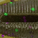 Green Pumpkin with Purple and Green