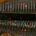 Watermelon with Copper/Orange with Red