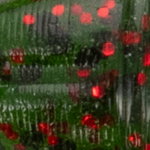 Watermelon with Black and Red