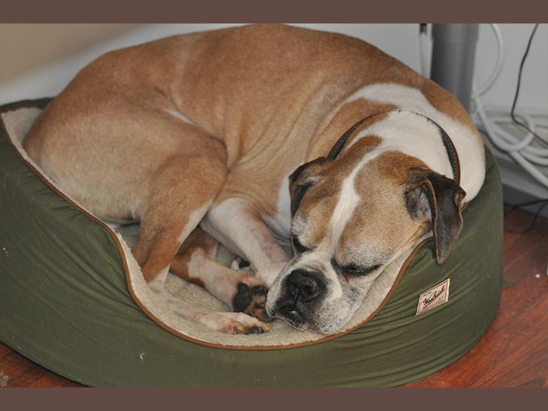 My buddy under my desk