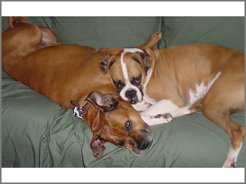 Necklace for us lucky dog lovers