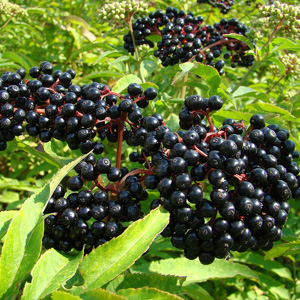 black elderberry