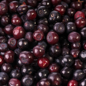 black huckleberry