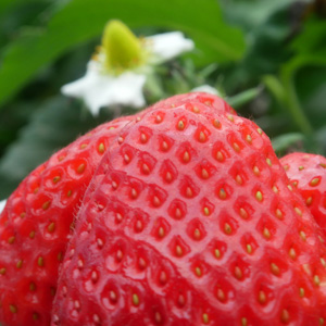 coastal strawberry