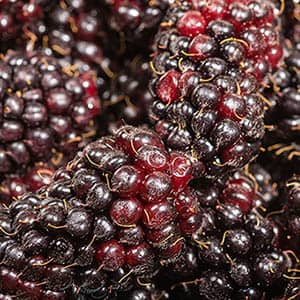 Marionberry