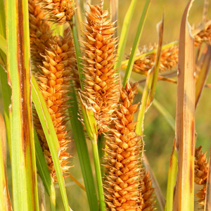 northwest territory sedge