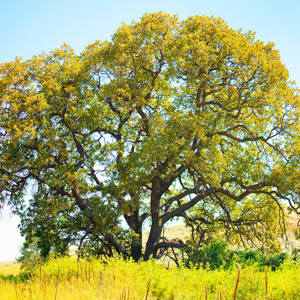 oregon white oak