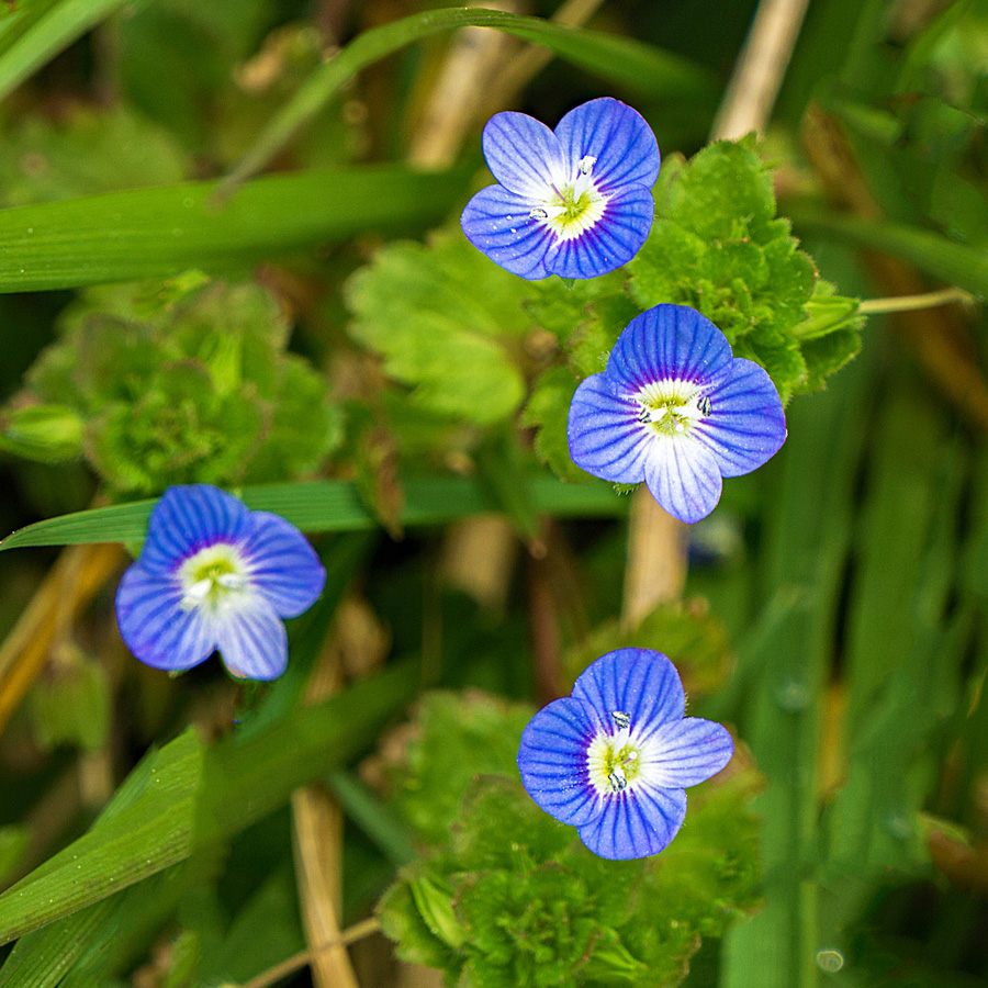 Early Blue Violet native wildflowers for sale Native Foods Nursery