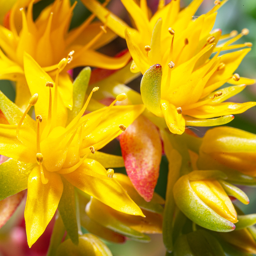 Oregon White Oak native nut trees for sale Native Foods Nursery