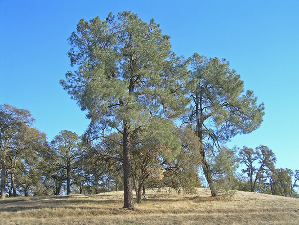 California Foothill Pine edible northwest native nut tree for sale