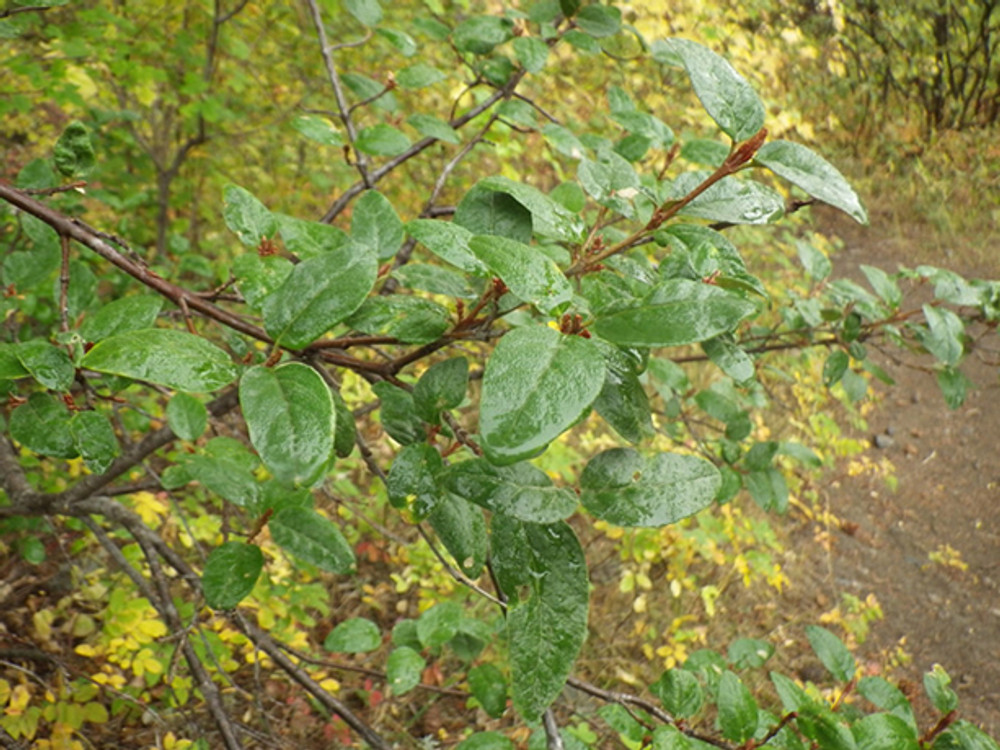 Buffaloberry edible northwest native berry plant for sale Native Foods Nursery