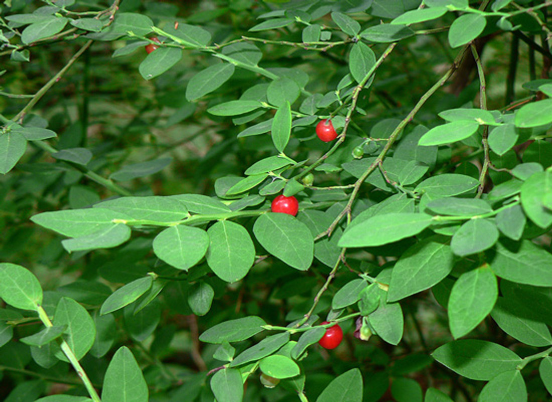 Red Huckleberry Buy Native Berry Plants Native Foods Nursery