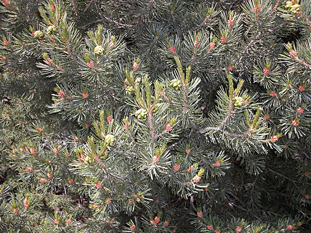 Pinyon Pine native nut trees for sale Native Foods Nursery