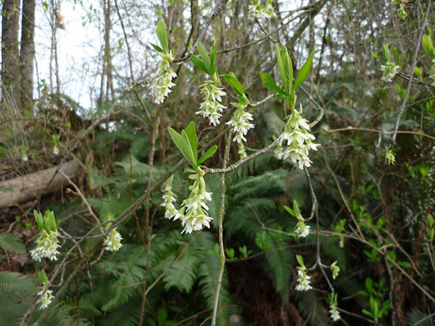 Indian Plum native fruit trees for sale Native Foods Nursery