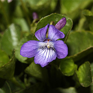 Early Blue Violet native wildflowers for sale Native Foods Nursery