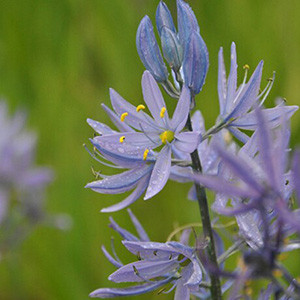 Common Camas native wildflowers for sale Native Foods Nursery