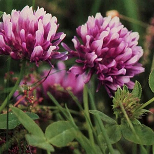 Springbank Clover | native vegetable plants for sale | Native Foods Nursery