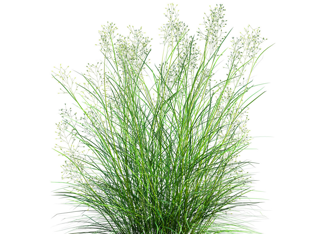 Indian Ricegrass | native plants for sale | Native Foods Nursery