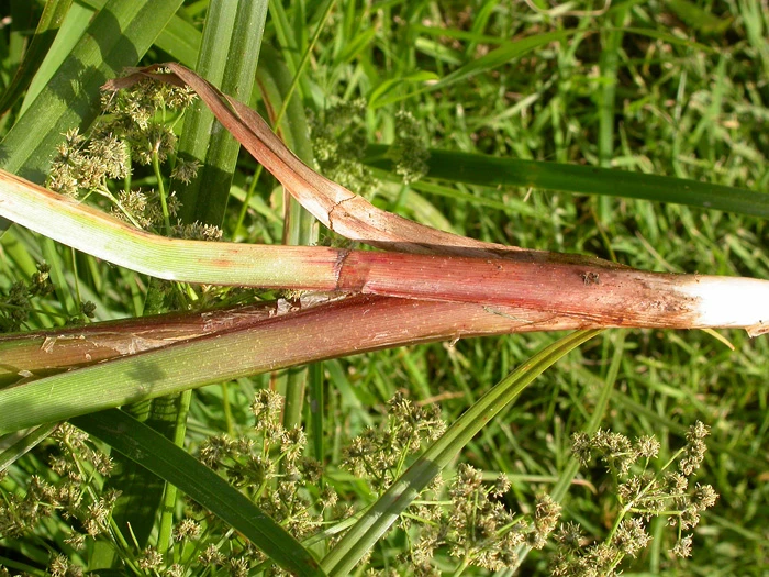 Panicled Bulrush | native plants for sale | Native Foods Nursery