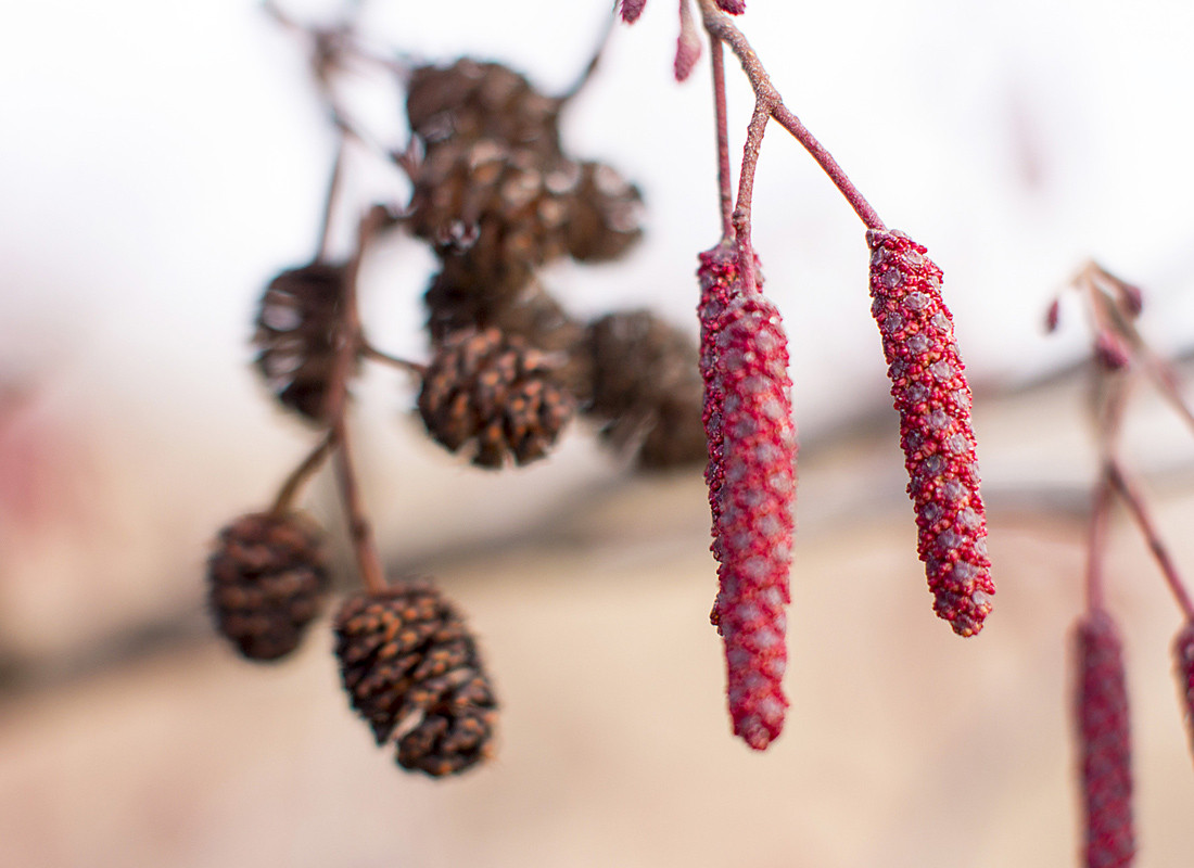 Red Alder native companion plants for sale Native Foods Nursery