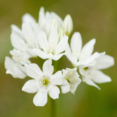 Fool's Onion