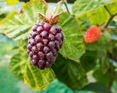 Loganberry