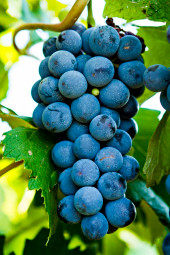 Bluebell - Table Grape